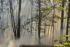 20260503_Waldbrand in Aigen Gemeinde Hernstein NÖ Bezirk BADEN